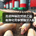 高粱种植的突破之道:差异化竞争策略深入解析(图4) 高粱种植的突破之道:差异化竞争策略深入解析(图4)