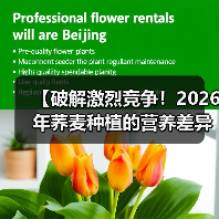 【破解激烈竞争!2026年荞麦种植的营养差异化策略】(图1) 【破解激烈竞争!2026年荞麦种植的营养差异化策略】(图1)