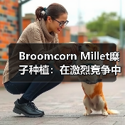 Broomcorn Millet糜子种植:在激烈竞争中打造差异化的秘诀(图3) Broomcorn Millet糜子种植:在激烈竞争中打造差异化的秘诀(图3)