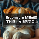 Broomcorn Millet糜子种植:在激烈竞争中打造差异化的秘诀(图1) Broomcorn Millet糜子种植:在激烈竞争中打造差异化的秘诀(图1)