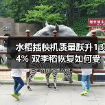 水稻插秧机质量跃升13.4% 双季稻恢复如何受益？（图1）