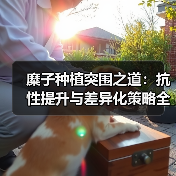 糜子种植突围之道:抗性提升与差异化策略全解析(图3) 糜子种植突围之道:抗性提升与差异化策略全解析(图3)