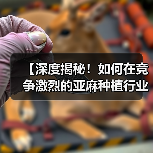 【深度揭秘!如何在竞争激烈的亚麻种植行业实现纤维差异化?】(图3) 【深度揭秘!如何在竞争激烈的亚麻种植行业实现纤维差异化?】(图3)