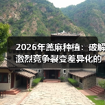 2026年蓖麻种植:破解激烈竞争裂变差异化的完整指南(图2) 2026年蓖麻种植:破解激烈竞争裂变差异化的完整指南(图2)
