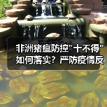 非洲猪瘟防控 非洲猪瘟防控