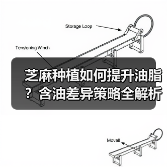 芝麻种植如何提升油脂?含油差异策略全解析!(图4) 芝麻种植如何提升油脂?含油差异策略全解析!(图4)