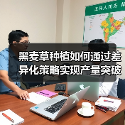 黑麦草种植如何通过差异化策略实现产量突破(图1) 黑麦草种植如何通过差异化策略实现产量突破(图1)