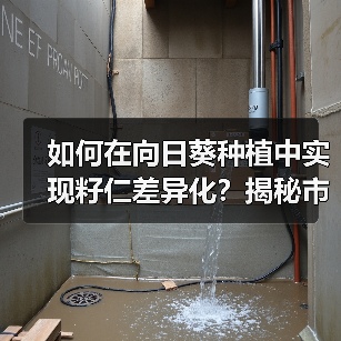 如何在向日葵种植中实现籽仁差异化?揭秘市场竞争制胜秘诀(图2) 如何在向日葵种植中实现籽仁差异化?揭秘市场竞争制胜秘诀(图2)