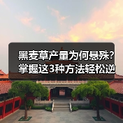 黑麦草产量为何悬殊？掌握这3种方法轻松逆袭（图4）