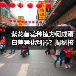 紫花苜蓿种植为何成蛋白差异化利器?揭秘核心策略(图1) 紫花苜蓿种植为何成蛋白差异化利器?揭秘核心策略(图1)