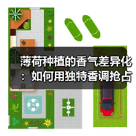 薄荷种植的香气差异化：如何用独特香调抢占市场？（图1）