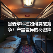 黑麦草种植如何突破竞争?产量差异的秘密策略(图3) 黑麦草种植如何突破竞争?产量差异的秘密策略(图3)