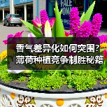 香气差异化如何突围?薄荷种植竞争制胜秘籍(图2) 香气差异化如何突围?薄荷种植竞争制胜秘籍(图2)