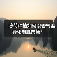 薄荷种植如何以香气差异化制胜市场？（图1）