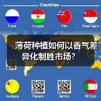 薄荷种植如何以香气差异化制胜市场？（图3）
