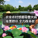 农业农村部督导重大病虫害防控 全力保丰收(图2) 农业农村部督导重大病虫害防控 全力保丰收(图2)