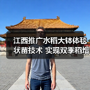 江西推广水稻大钵体毯状苗技术 实现双季稻增产增收新路径（图1）