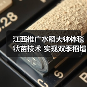 江西推广水稻大钵体毯状苗技术 实现双季稻增产增收新路径（图4）