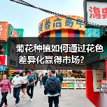 菊花种植如何通过花色差异化赢得市场？（图2）
