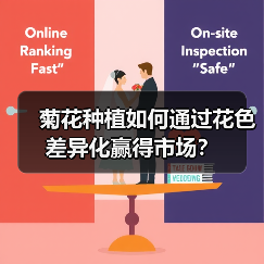 菊花种植如何通过花色差异化赢得市场？（图3）