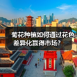 菊花种植如何通过花色差异化赢得市场？（图4）