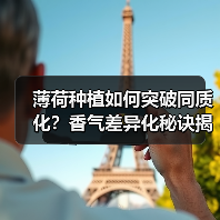 薄荷种植如何突破同质化？香气差异化秘诀揭秘（图1）