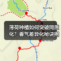 薄荷种植如何突破同质化？香气差异化秘诀揭秘（图4）