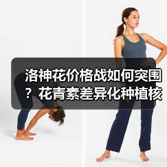 洛神花价格战如何突围？花青素差异化种植核心策略（图2）