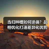 当归种植如何逆袭？品相优化打造差异化优势（图1）
