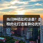 当归种植如何逆袭？品相优化打造差异化优势（图2）