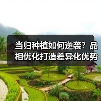 当归种植如何逆袭？品相优化打造差异化优势（图3）