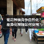 菊花种植竞争白热化？差异化策略如何突围？（图3）