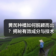 黄芪种植如何脱颖而出？揭秘有效成分与技术的关键差异（图4）