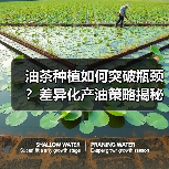 油茶种植如何突破瓶颈？差异化产油策略揭秘（图2）