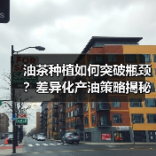 油茶种植如何突破瓶颈？差异化产油策略揭秘（图3）
