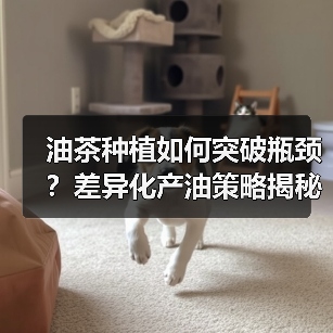 油茶种植如何突破瓶颈？差异化产油策略揭秘（图4）