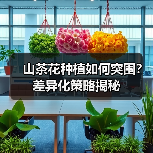 山茶花种植如何突围?差异化策略揭秘(图2) 山茶花种植如何突围?差异化策略揭秘(图2)