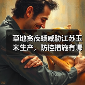 草地贪夜蛾威胁江苏玉米生产,防控措施有哪些?(图3) 草地贪夜蛾威胁江苏玉米生产,防控措施有哪些?(图3)