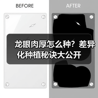 龙眼肉厚怎么种？差异化种植秘诀大公开（图2）