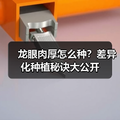 龙眼肉厚怎么种？差异化种植秘诀大公开（图4）