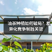 油茶种植如何破局?差异化竞争制胜关键(图3) 油茶种植如何破局?差异化竞争制胜关键(图3)
