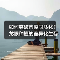 如何突破肉厚同质化?龙眼种植的差异化生存法则(图1) 如何突破肉厚同质化?龙眼种植的差异化生存法则(图1)