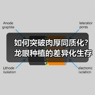 如何突破肉厚同质化?龙眼种植的差异化生存法则(图4) 如何突破肉厚同质化?龙眼种植的差异化生存法则(图4)