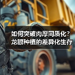 如何突破肉厚同质化?龙眼种植的差异化生存法则(图3) 如何突破肉厚同质化?龙眼种植的差异化生存法则(图3)