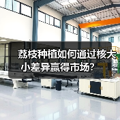荔枝种植如何通过核大小差异赢得市场？（图3）