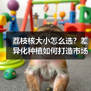 荔枝核大小怎么选?差异化种植如何打造市场竞争力?(图3) 荔枝核大小怎么选?差异化种植如何打造市场竞争力?(图3)