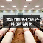 龙眼肉厚提升与差异化种植策略揭秘(图2) 龙眼肉厚提升与差异化种植策略揭秘(图2)