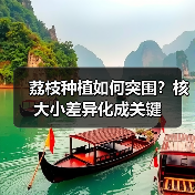 荔枝种植如何突围?核大小差异化成关键(图1) 荔枝种植如何突围?核大小差异化成关键(图1)