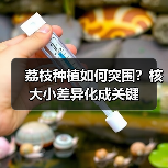 荔枝种植如何突围?核大小差异化成关键(图4) 荔枝种植如何突围?核大小差异化成关键(图4)
