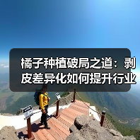橘子种植破局之道：剥皮差异化如何提升行业竞争力（图4）